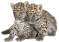 leopard_119