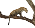 leopard_12