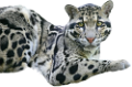 leopard_124