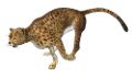 leopard_132