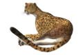 leopard_133