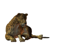 leopard_135