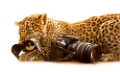 leopard_136