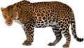 leopard_138