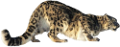 leopard_139