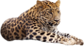 leopard_14