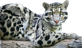 leopard_140