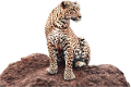 leopard_141