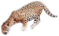 leopard_142