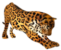 leopard_143