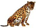 leopard_144