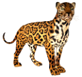 leopard_145