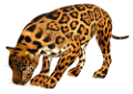 leopard_146