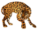 leopard_147