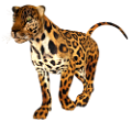 leopard_148