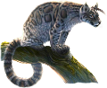leopard_150