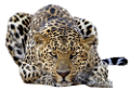 leopard_151
