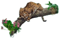 leopard_153