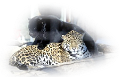 leopard_164