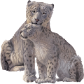 leopard_167