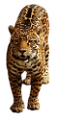 leopard_168