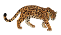 leopard_17