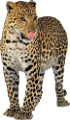 leopard_174