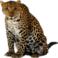 leopard_178