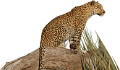 leopard_179