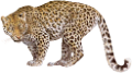 leopard_18