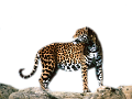 leopard_186