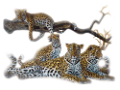 leopard_189