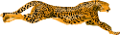 leopard_19