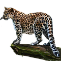 leopard_193