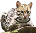 leopard_194