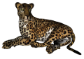 leopard_195