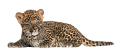 leopard_196