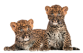 leopard_197