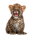 leopard_198