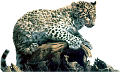 leopard_2