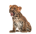 leopard_201