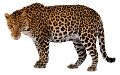 leopard_203