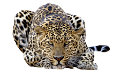 leopard_206