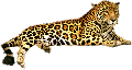 leopard_208