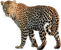 leopard_209