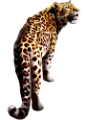 leopard_21