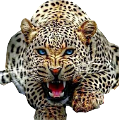 leopard_211