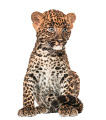leopard_215