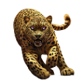 leopard_216