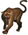 leopard_217